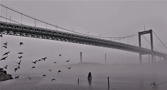 Misty day in Gothenburg